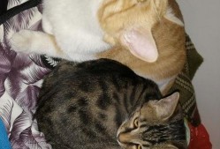 娱乐吃瓜猫嘎嘎,揭秘娱乐圈幕后趣闻